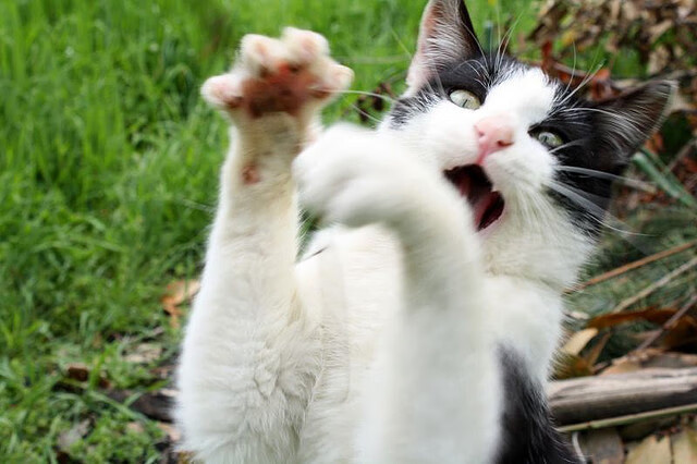 东决焦点战，那不勒斯连番得分演绎压制艺术，摩洛哥陷入苦战