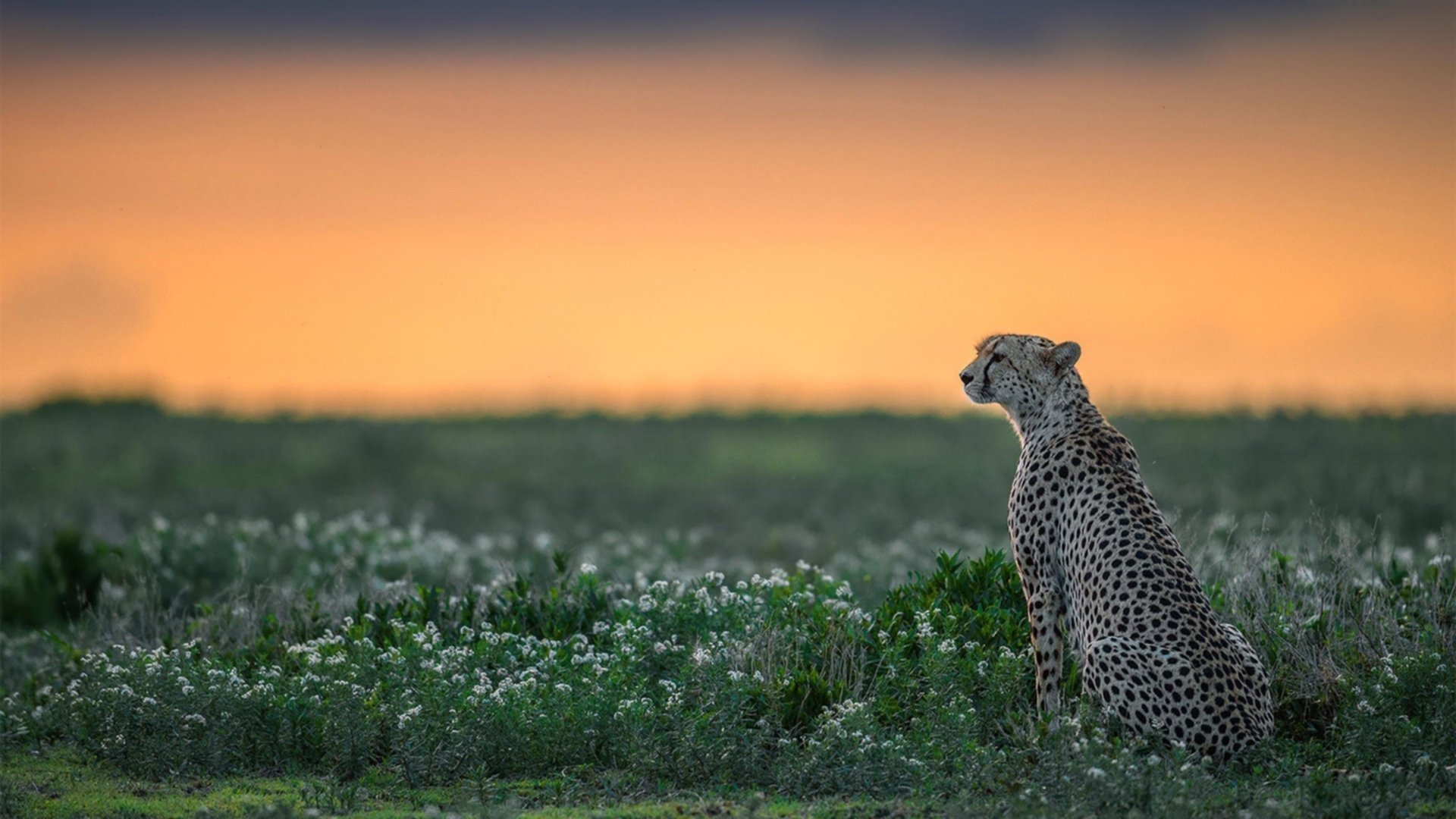 巅峰对决之夜，当F1轰鸣与绿茵传奇交相辉映