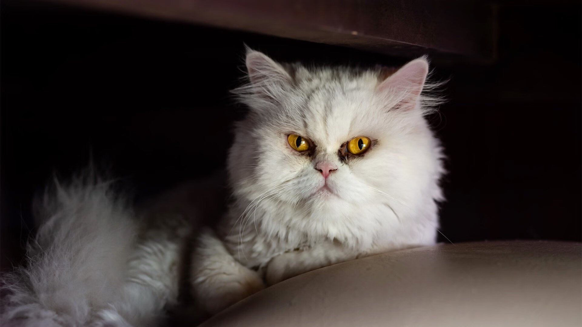 北境风暴席卷荒漠,文班亚马在美加墨交界的史诗之夜