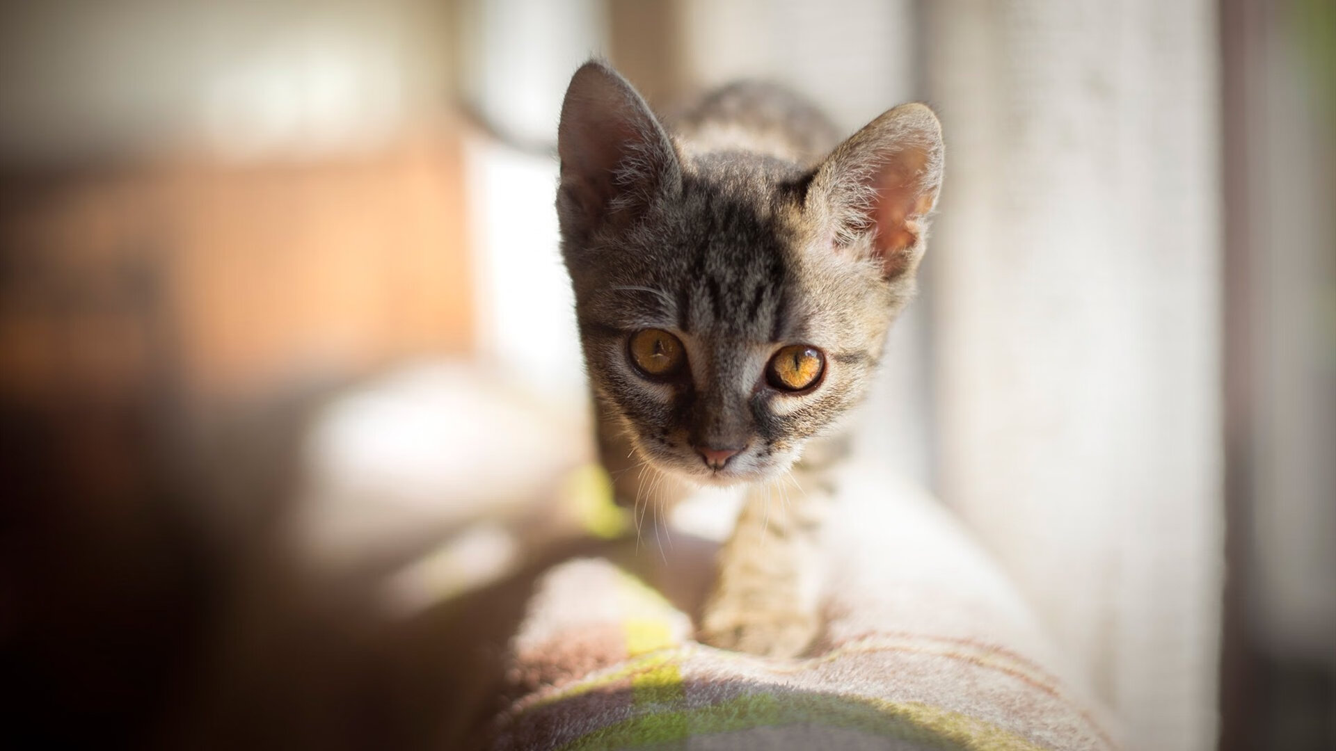 锁死与接管,当防守哲学遇上个人英雄主义