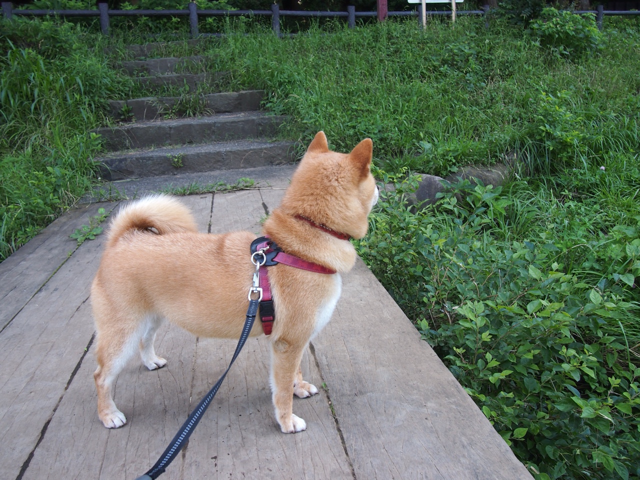 雷霆三叉戟轰然开火,擎天柱戈贝尔末节收割比赛