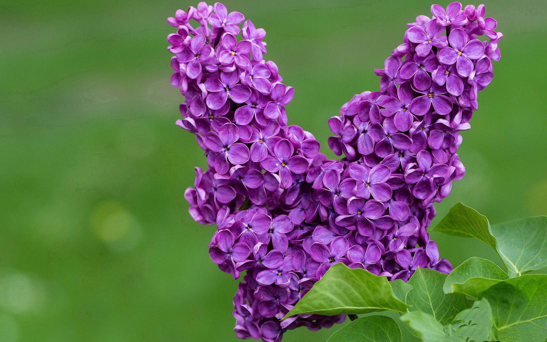 绿茵平行宇宙,当荷兰撞见摩纳哥,哈兰德点燃的不仅是对抗