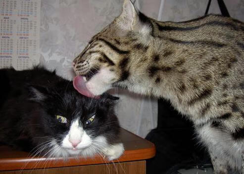 开云体育在线-跨界表演，当火箭掀翻热火之夜，拉文在欧冠决赛接管了比赛