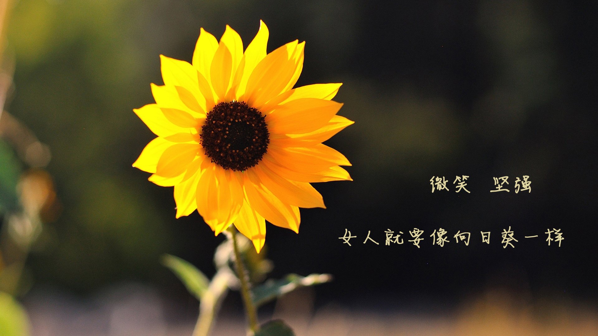 定海神针!新疆队决胜局惊魂,布伦森一锤定音带走步行者