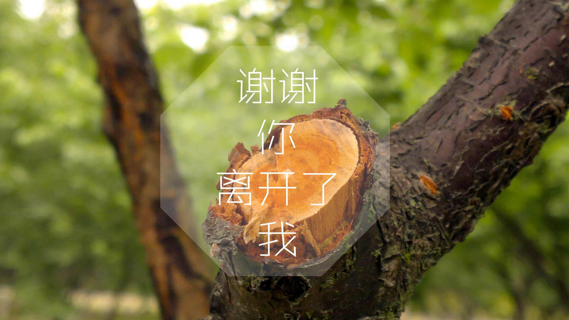 开云体育APP下载-南美风暴席卷北美，坎塞洛的进攻狂想曲，智利如何在A组关键战中用一场横扫定义世界杯新秩序